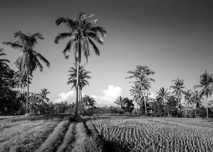 STILLNESS