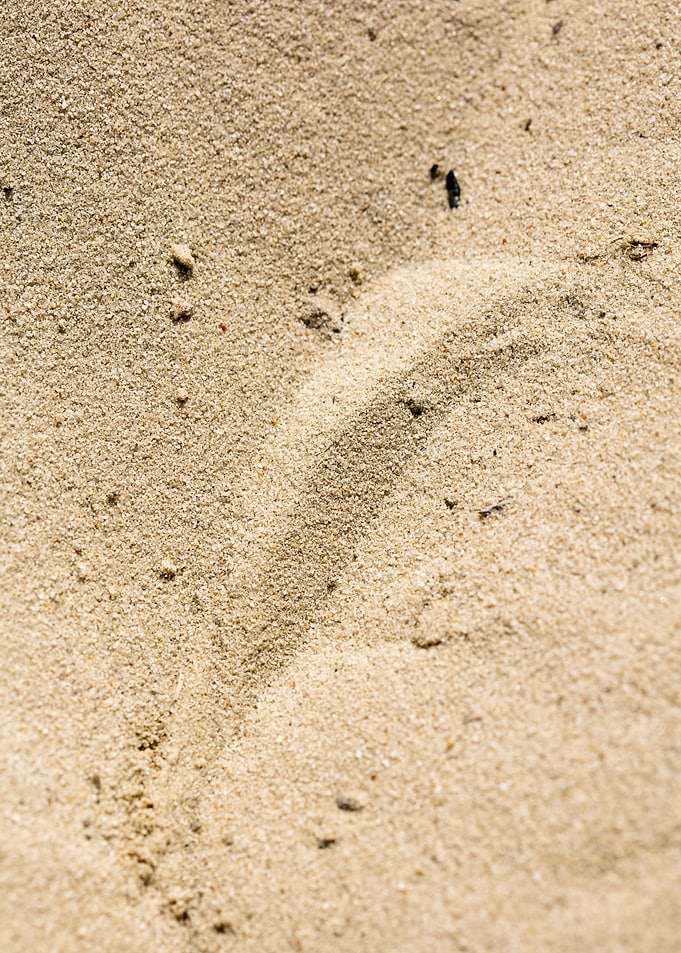 Sea sand macro fine prints