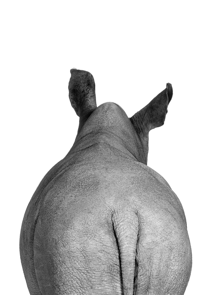 Rhino tail black and white