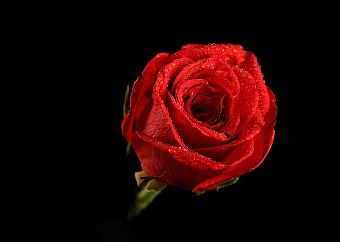 Red Rose Love