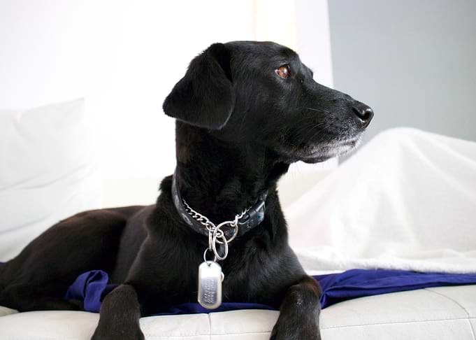 Ottie the Dog