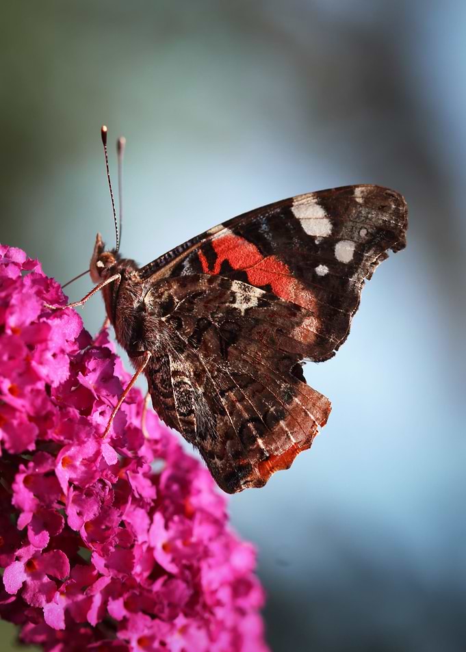 Pretty butterfly