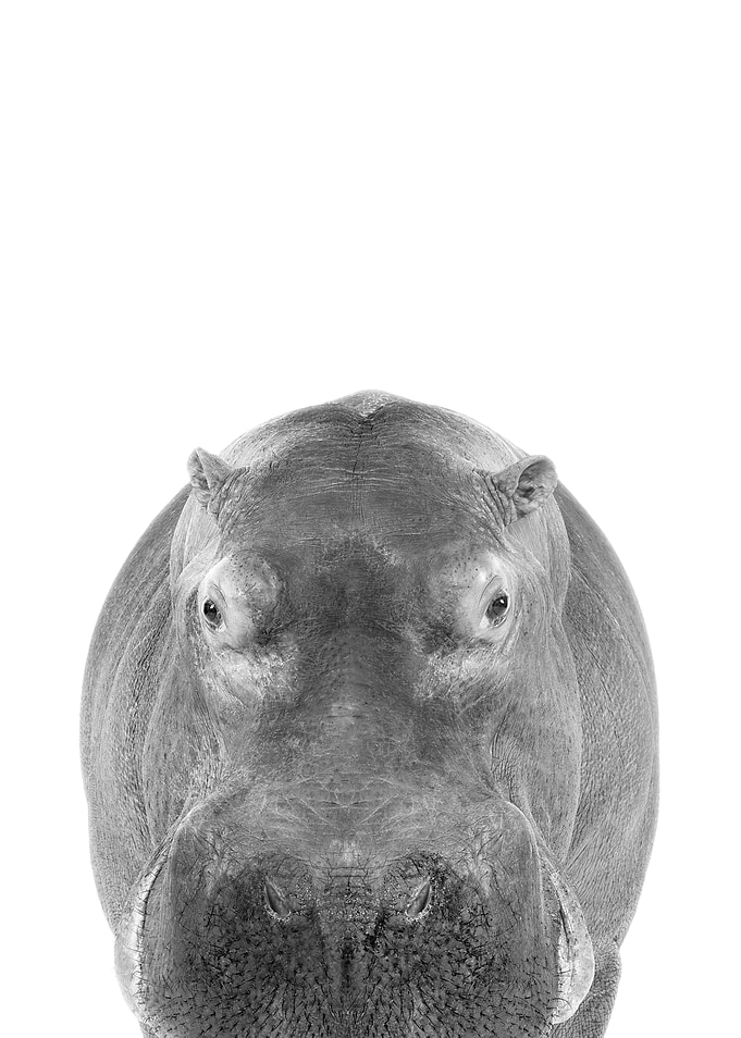 Hippopotamus