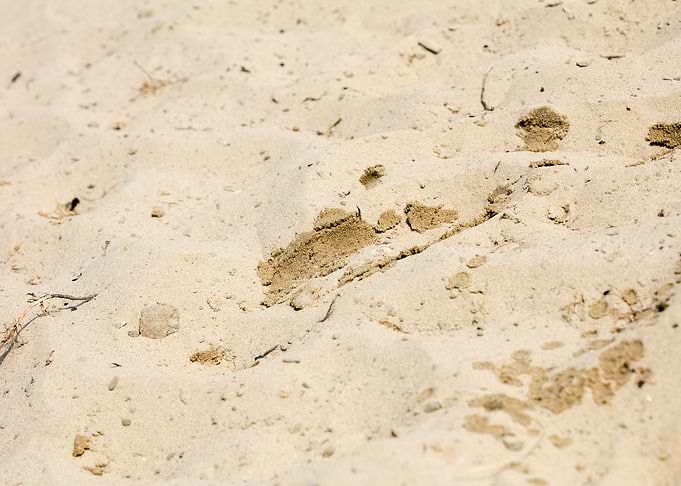 Sea sand macro fine prints