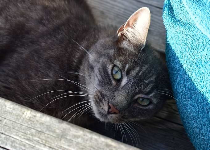 Shades of feline