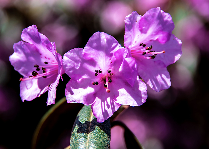 Purple azalea flowers