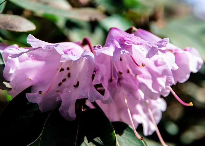 Dew on azalea flowers