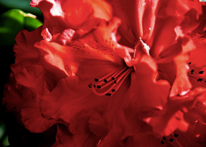 Red Azalea flowers