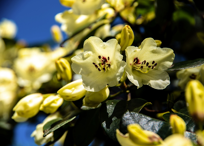 Yellow azalea flowers