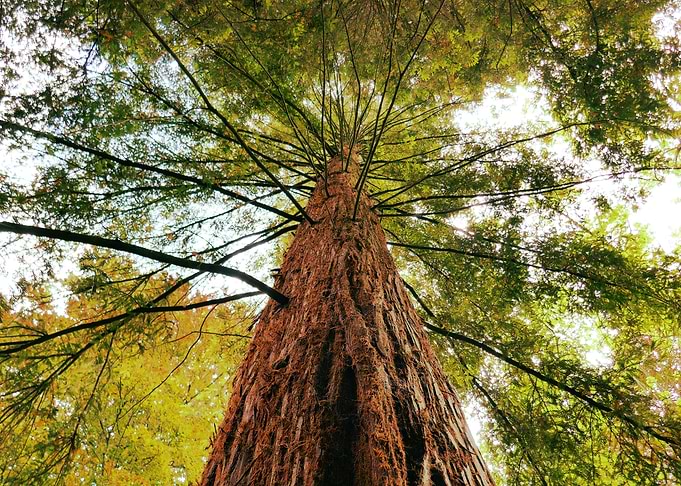 Tree 04