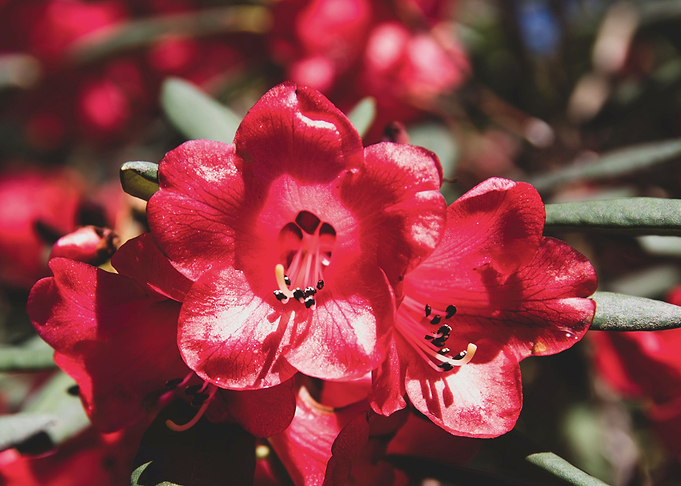 Red Azalea flowers