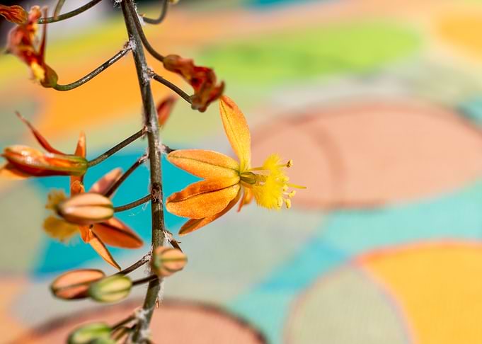 Bulbine on colours