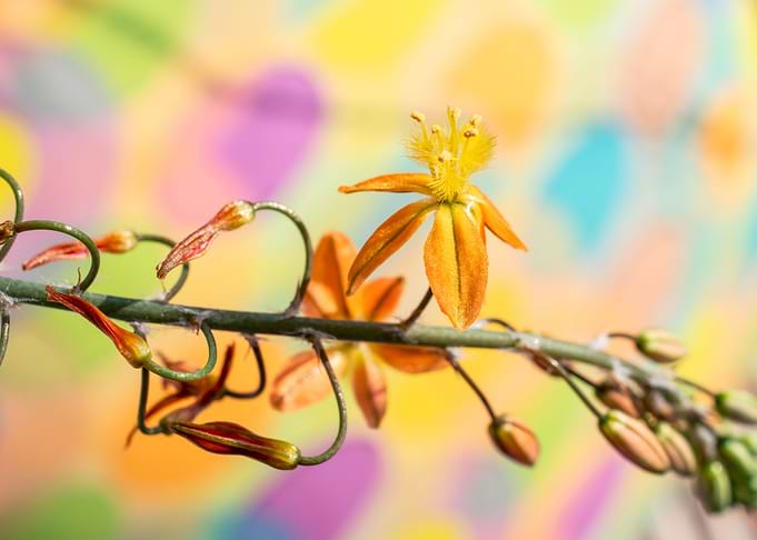 Bulbine on colours