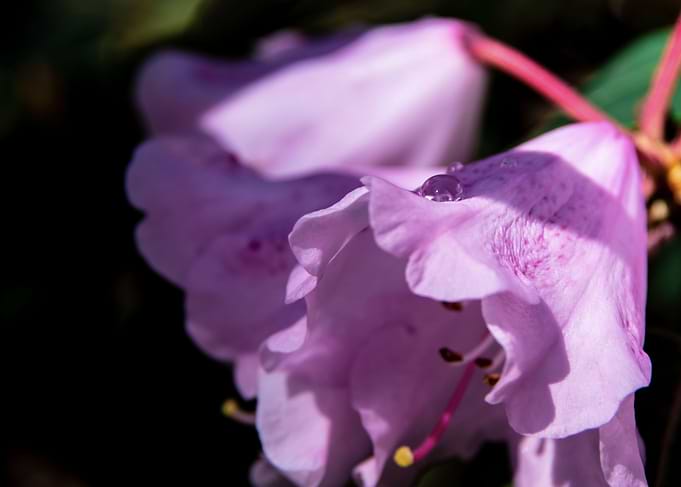 Dew on azalea flowers