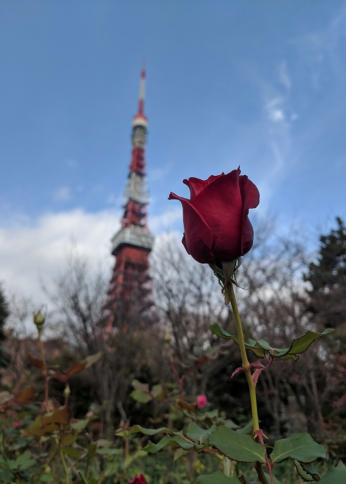 The Tokyo Rose