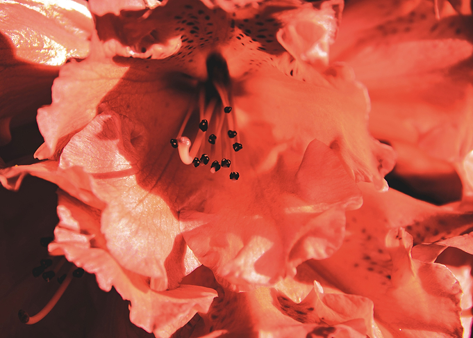 Red Azalea flowers