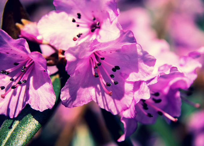 Purple azalea flowers