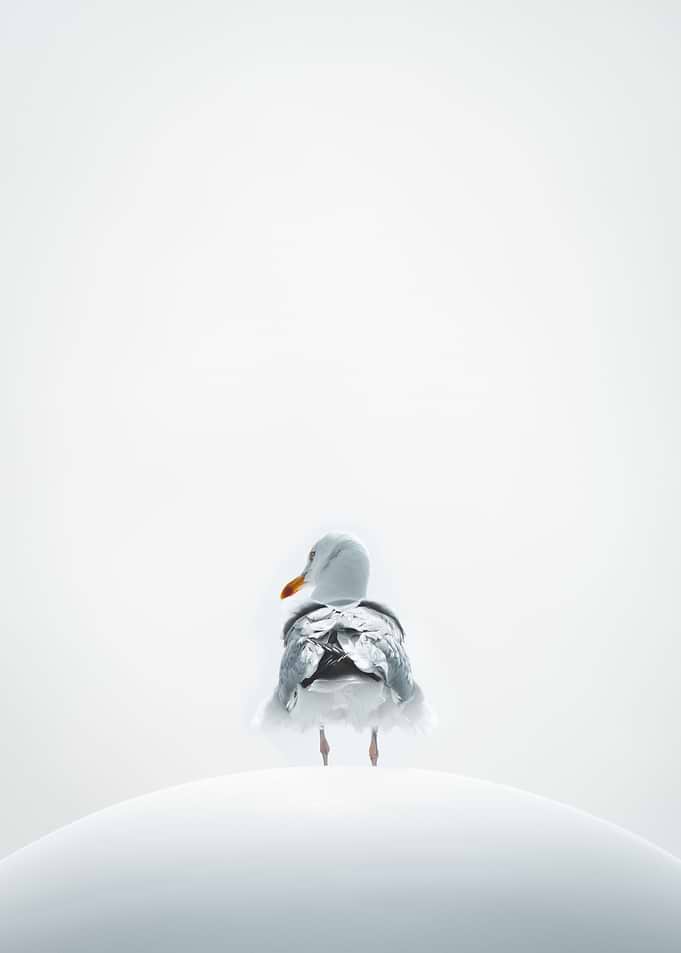 Silent Seagull