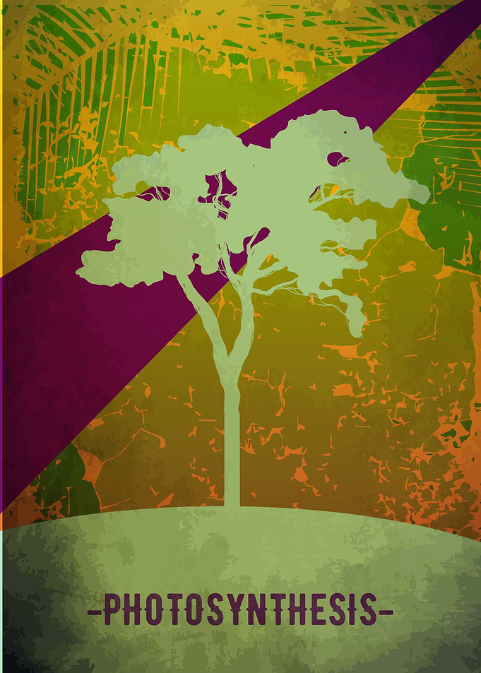 Photosynthesis