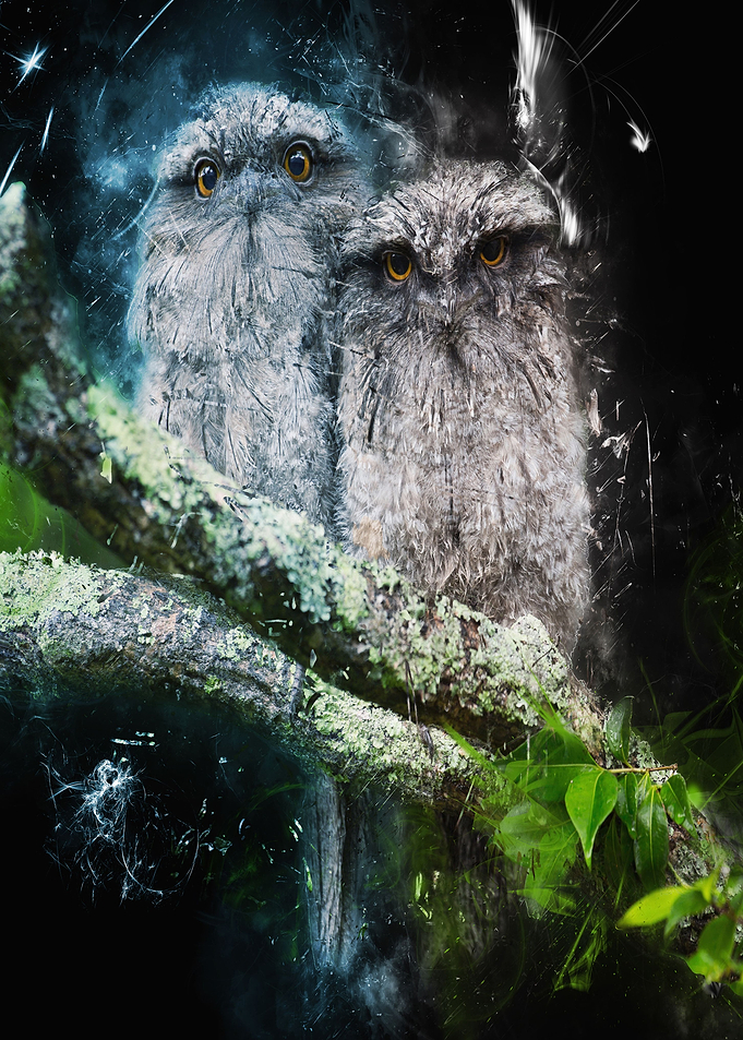 twin owls