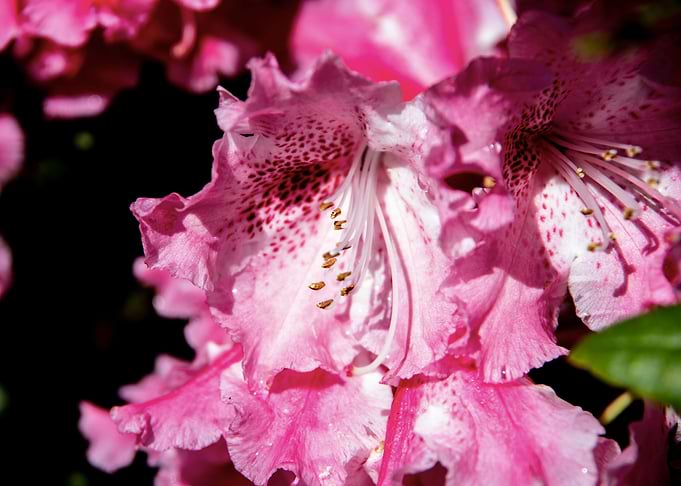 Rhododendron pink flower