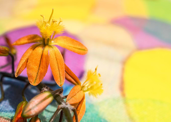 Bulbine on colours