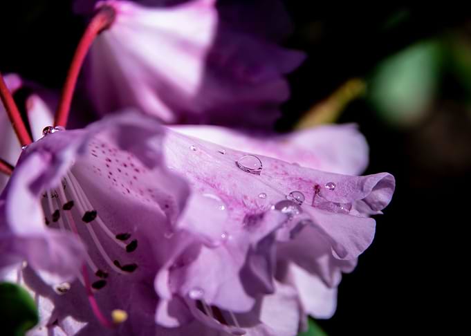 Dew on azalea flowers