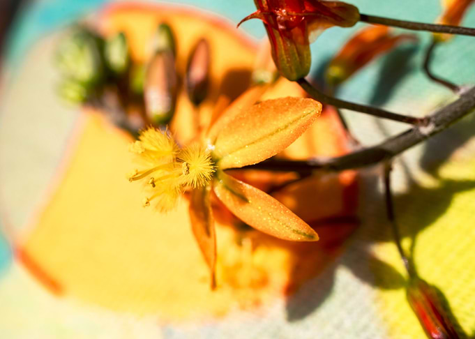 Bulbine on colours