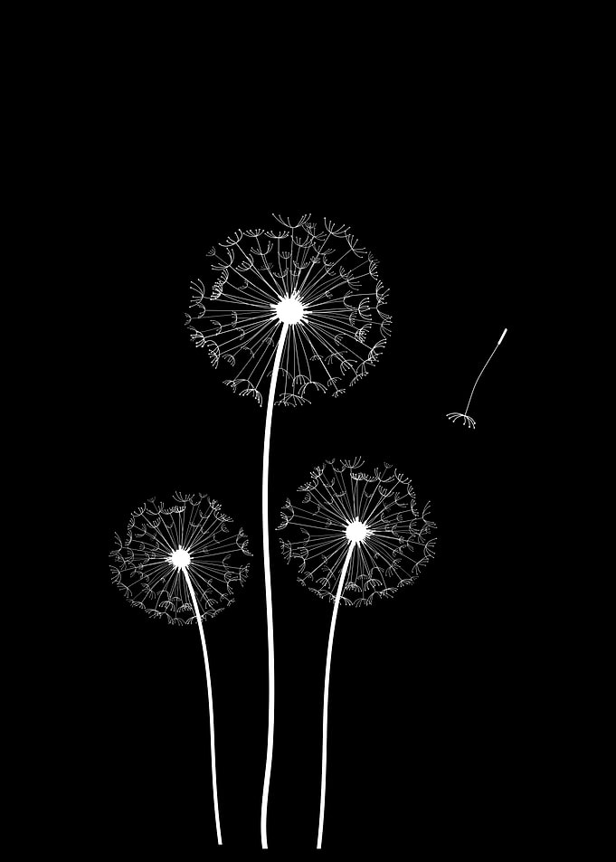 Three White Dandelions