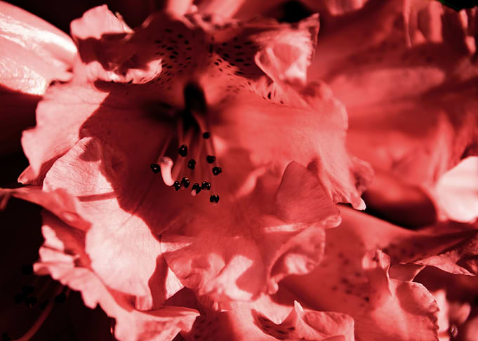 Red Azalea flowers