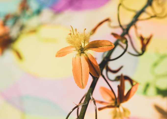 Bulbine on colours