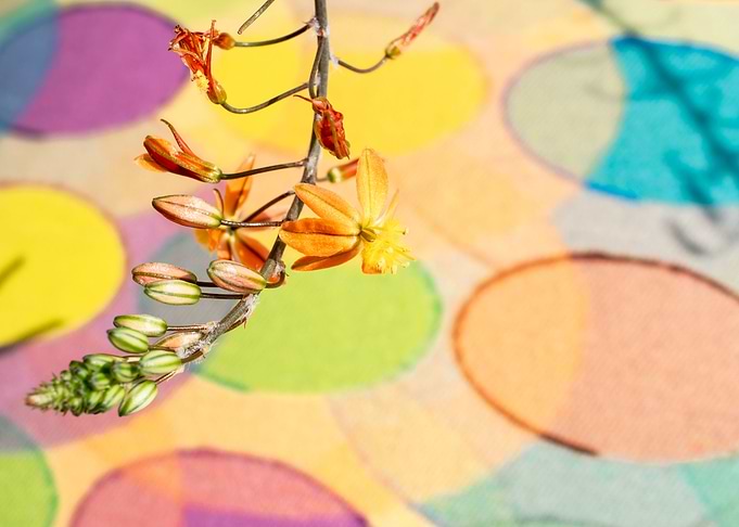 Bulbine on colours
