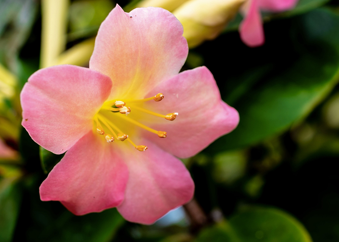 Rhododendron pink flower