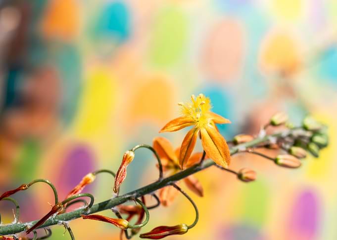 Bulbine on colours