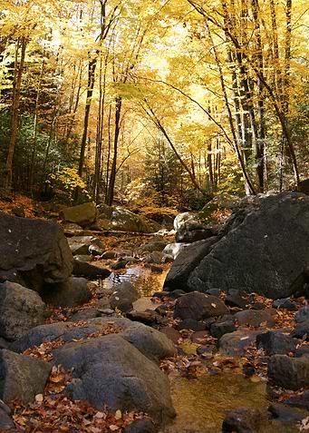 Foliage River