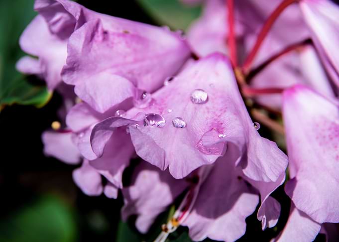 Dew on azalea flowers