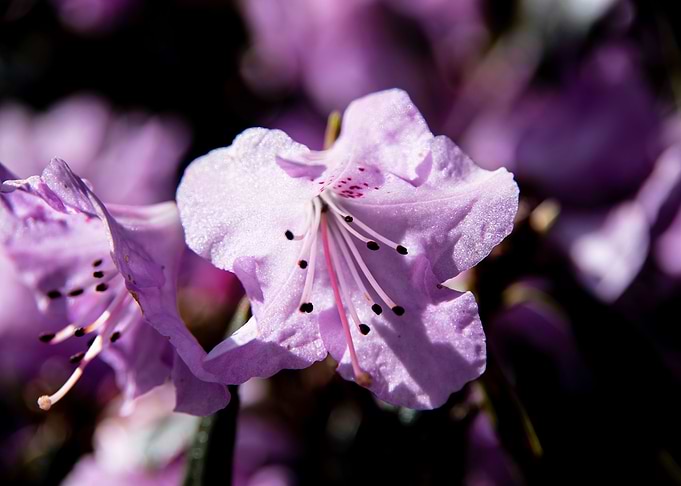 Purple azalea flowers