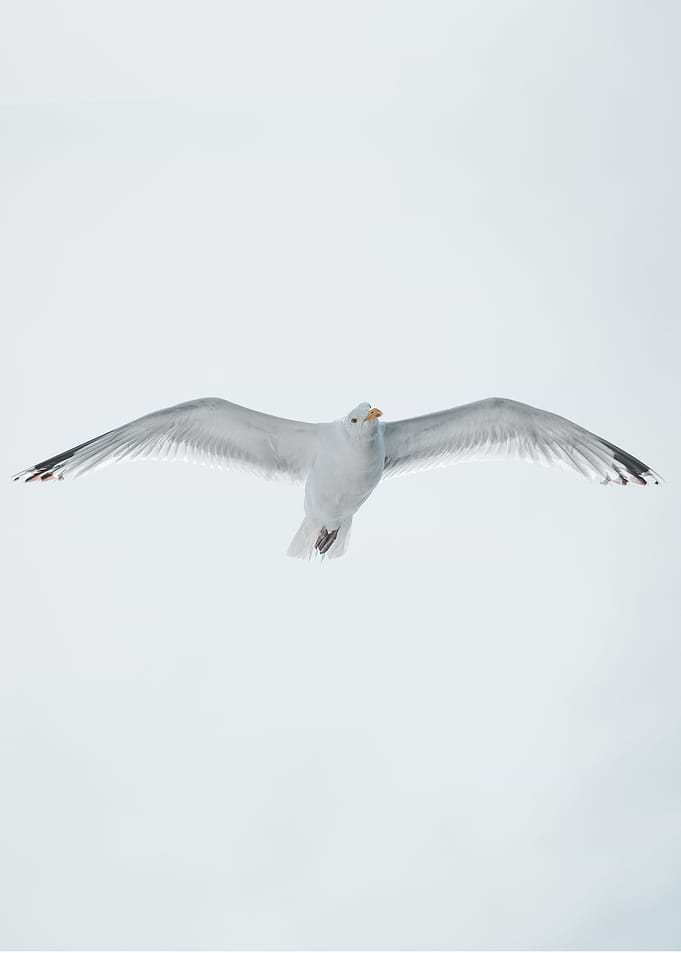 Spotting Seagull