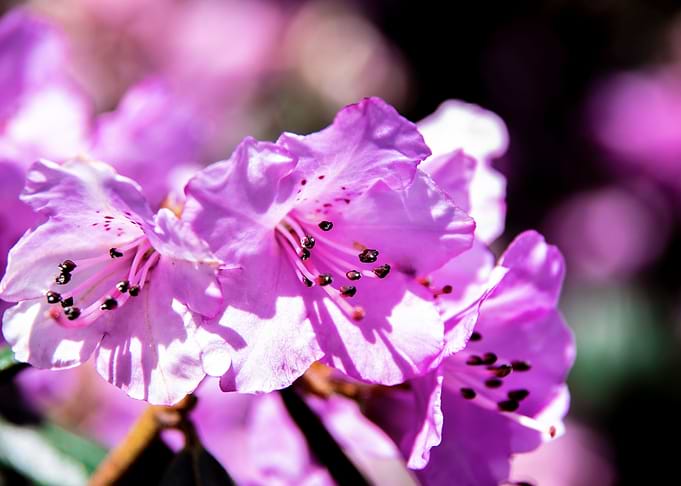 Purple azalea flowers