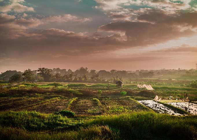 Rice fields