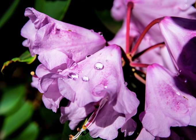 Dew on azalea flowers