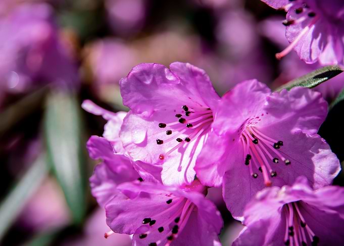 Purple azalea flowers