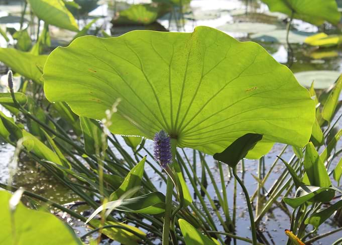 lily