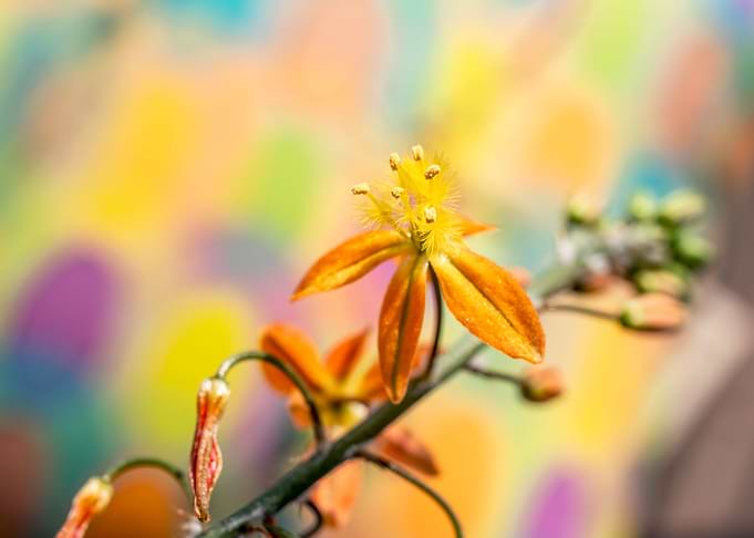 Bulbine on colours