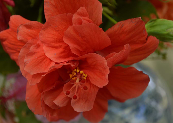 Orange Hibiscus