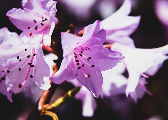 Purple azalea flowers