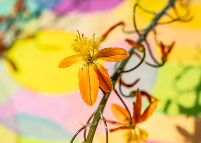 Bulbine on colours