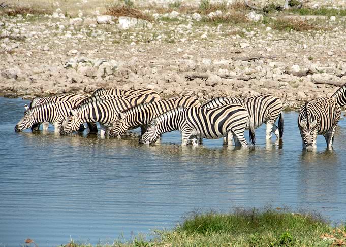 zebras
