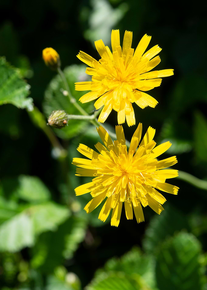 wild flowers 3