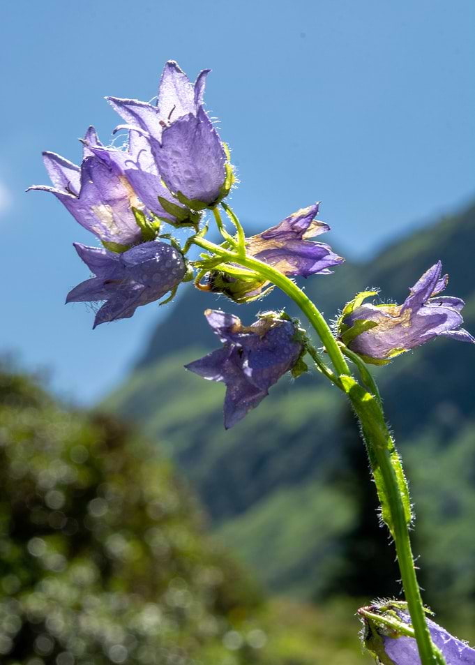 wild flower 8